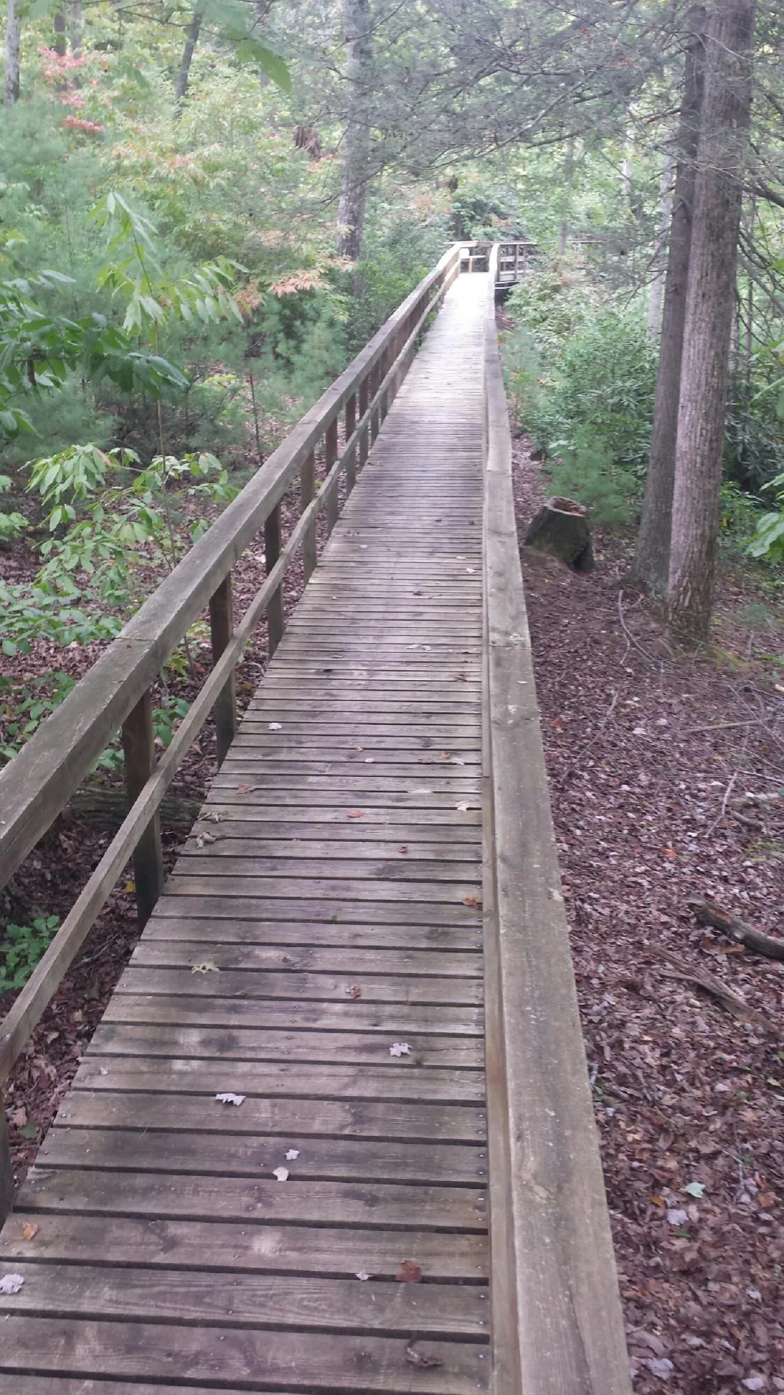 Long wood walkway with handrails built through the woods in Millersville
